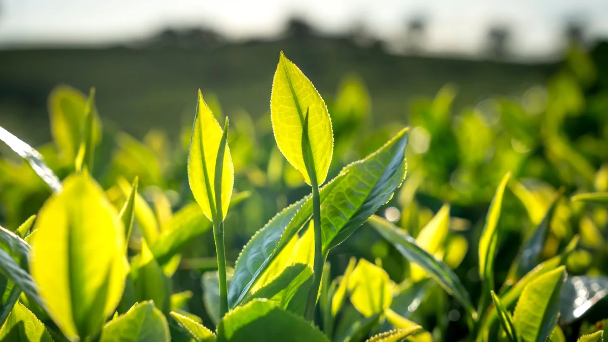 Vibrant close-up of fresh green tea plant leaves growing in a sunlit field.