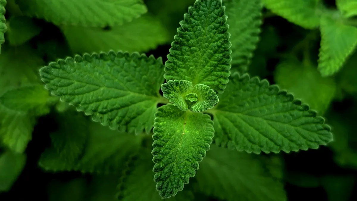 ZenCortex Ingredient Breakdown